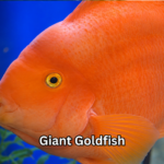 Giant Goldfish
