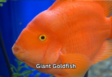 Giant Goldfish