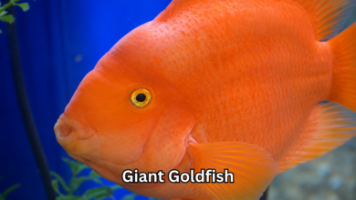 Giant Goldfish